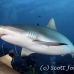 shark_reef_grey_ver_h_0818_yap2277.jpg